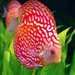 S.discus   Discus pigeon blood 5-6 cm