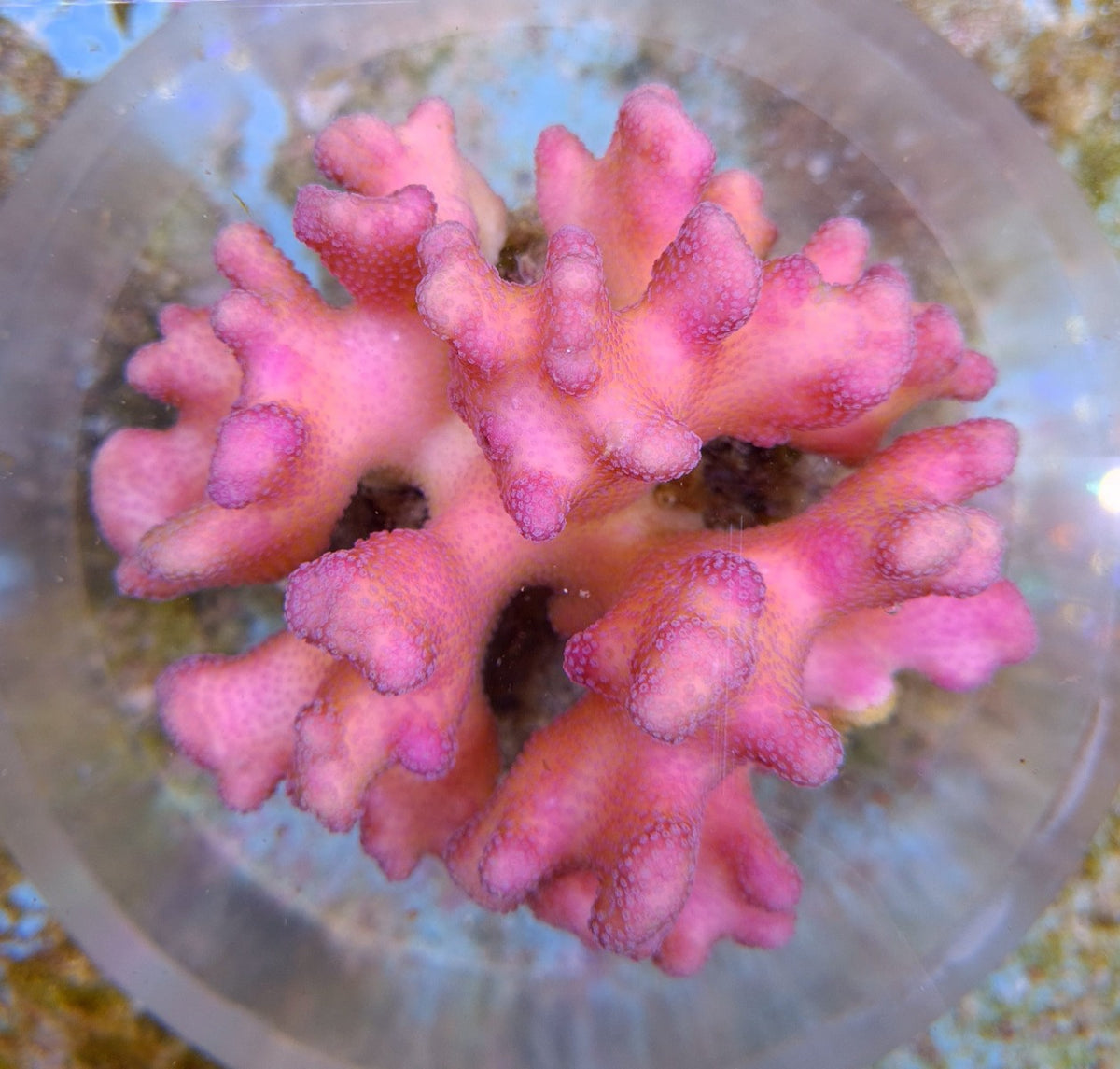 Stylophora pistillata (Pink)