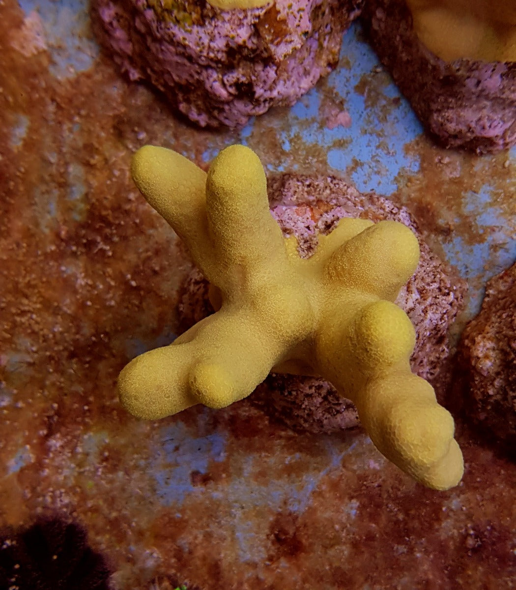 Porites cylindrica (Yellow)