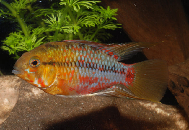 Dwergcichlide Hongsloi (APISTOGRAMMA HONGSLOI SELECT M/L)