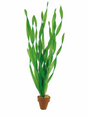 Vallisneria Asiatica - Ta (Vallisneria asiatica - TA)