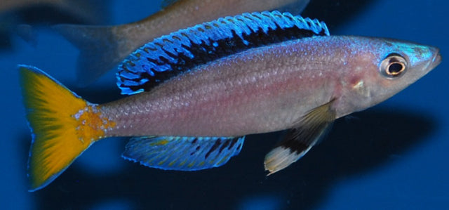 Haringcichlide Chituta Neon (CYPRICHROMIS LEPTOSOMA CHITUTA NEON S)