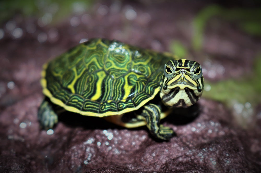 Nelsoni Sierschildpad (PSEUDEMYS NELSONI S)