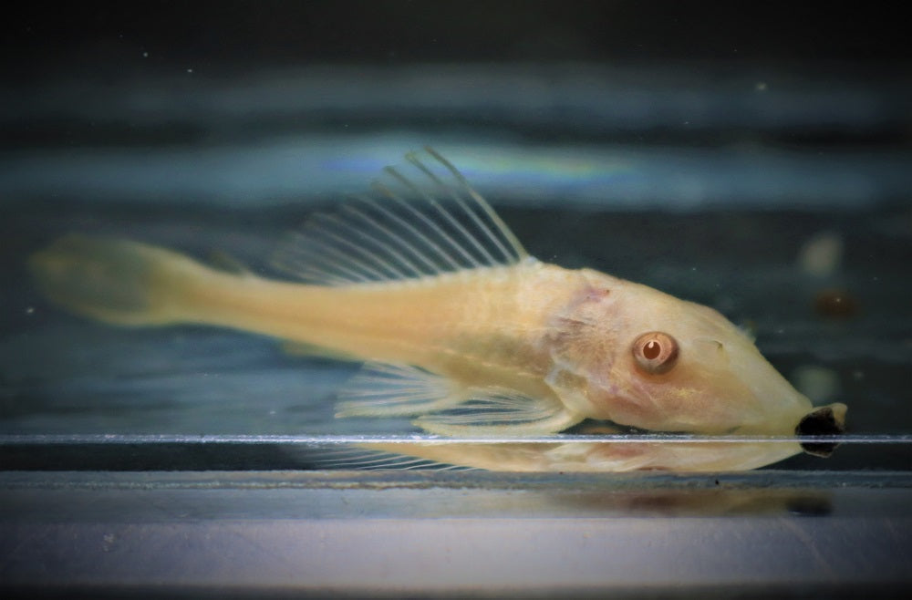 Plecostomus Algeneter Albino (PTERYGOPLICHTHYS PARDALIS ALBINO S/M)