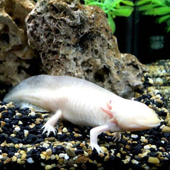 Ambyost.mexicanum  Axolotl albino SM