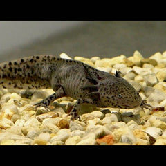 Ambyost.mexicanum   Axolotl zwart SM