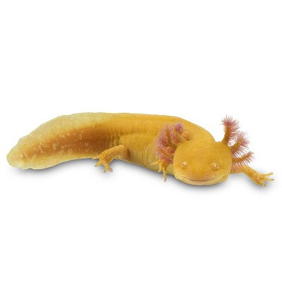 Ambyost.mexicanum  Axolotl geel SM