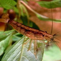 Atyopsis moluccensis   Moluksegarnaal ML