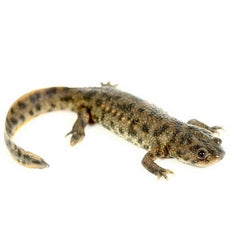 Pleurodeles waltl     Ribbensalamander M