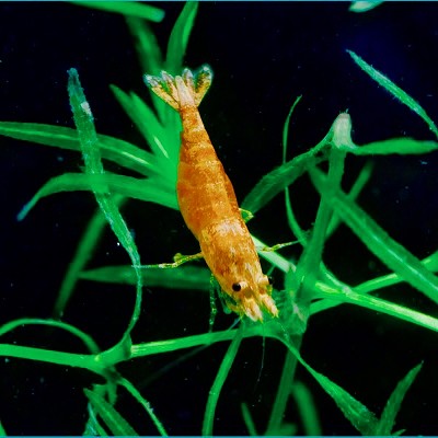 Neocaridina sp.orange sakura garnaal