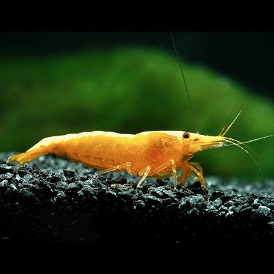 Neocaridina heteropoda yellow fire @