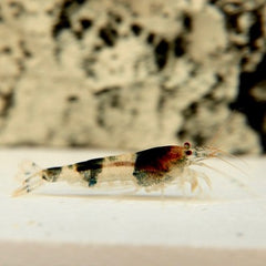 Caridina cf. cantonensis   Bijengarnaal