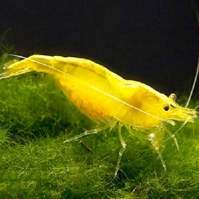 Neocaridina sp.yellow cherry shrimp