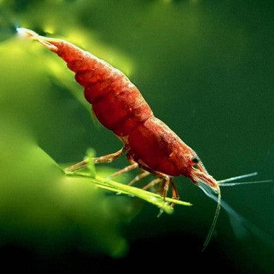 Neocaridina sp.fire red garnaal