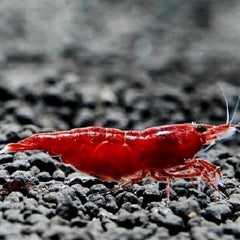 Neocaridina sp.bloody mary shrimp #