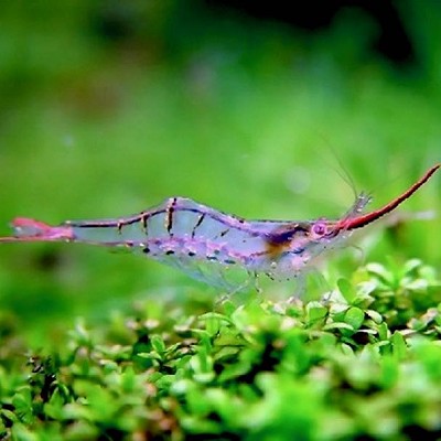 Caridina sp. Pinnochio garnaal