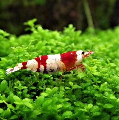 Caridina sp.   Crystal red garnaal #