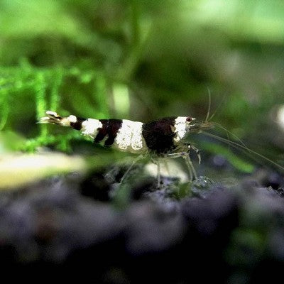 Caridina sp.   Black crystal shrimp @