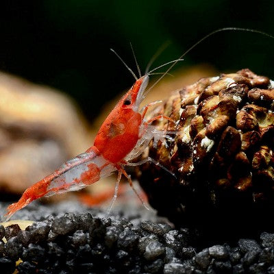 Neocaridina sp.   Red rili shrimp