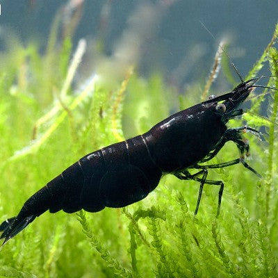 Neocaridina sp.   Black carbon shrimp