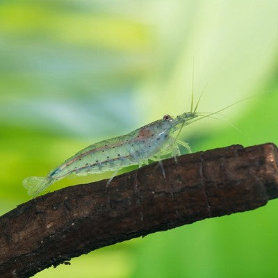 Cari.multidentata  Japonica garnaal