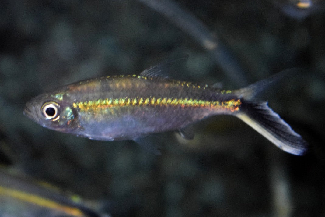 Pinguin Tetra (THAYERIA OBLIQUA XL)