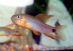 Zeilvin Tetra (CRENUCHUS SPILURUS L)