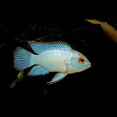 Aequid.pulcher sp.electric blue 5-6 cm