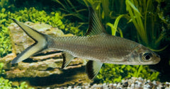 Haaivinbarbeel (BALANTIOCHEILUS MELANOPTERUS M)