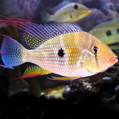 Acarichthys heckelii 7-8 cm