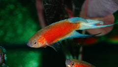 Paradijsvis Blauwvin Rood (MACROPODUS OPERCULARIS BLUE FIN RED M)