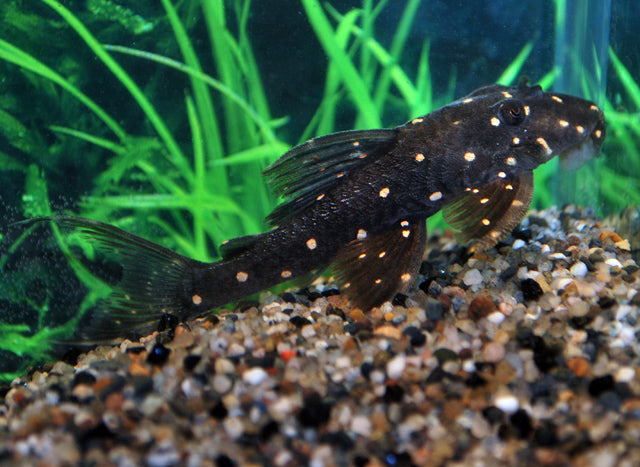 Lda031 Mustard Spot Pleco (LDA031 PANAQOLUS ALBOMACULATUS M) – Heevis