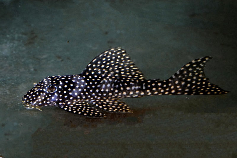 L048 Golden Cloud Pleco (L048 SCOBIANCISTRUS CF. PARIOLISPOS S/M)