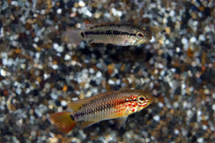 Dwergcichlide Macmasteri Red Mask (APISTOGRAMMA MACMASTERI RED MASK M)