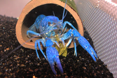 Blauwe Floridakreeft (PROCAMBARUS ALLENI S)