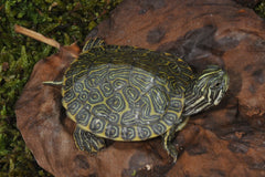 Hi�roglyfen Sierschildpad (PSEUDEMYS CONCINNA HIEROGLYPHICA S)