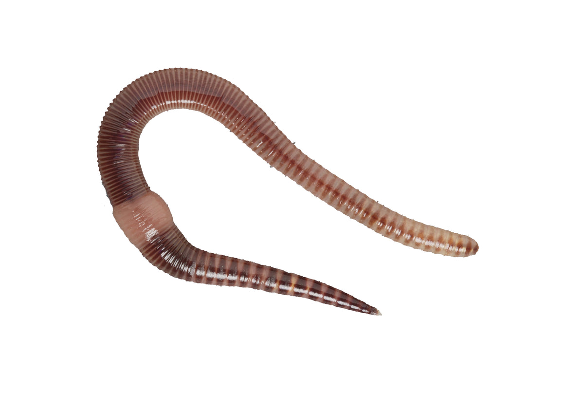 Dendrobaena Vissersworm (100 Stuks) (DENDROBAENA VENETA / WORMEN (100 PCS))