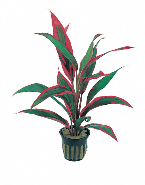 Cordyline 'Red Edge' - Pt (Cordyline 'Red Edge' - PT) – Heevis