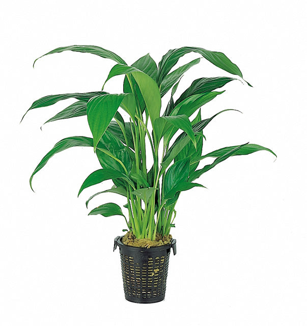 Spathiphyllum Wallisii - Xl (Spathiphyllum wallisii - XL)