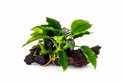 Anubias Op Kienhout Nano (5-7Cm) - Dw (Anubias op kienhout nano (5-7cm) - DW)