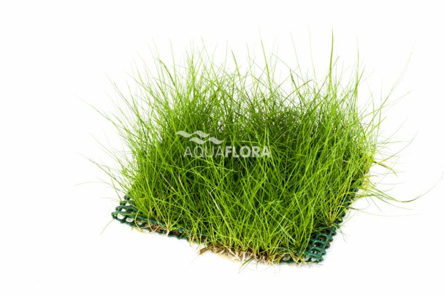 Eleocharis Mat 10X15Cm - Ne (Eleocharis mat 10x15cm - NE)