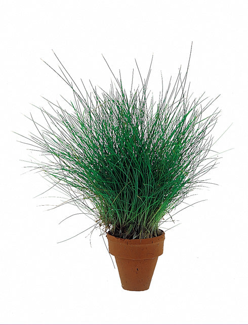 Eleocharis Acicularis - Ta (Eleocharis acicularis - TA)