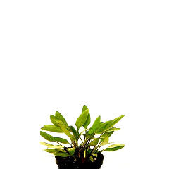 Cryptocoryne Nevellii In Pot (P5) (Cryptocoryne nevellii in pot (p5))