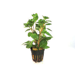 Ludwigia Palustris Rood In Pot (P5) (Ludwigia palustris rood in pot (p5))