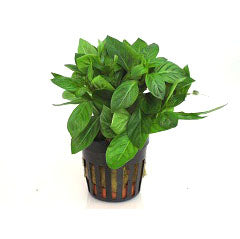 Ludwigia Palustris Groen In Pot (P5) (Ludwigia palustris groen in pot (p5))