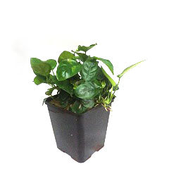 Anubias Nana In Pot (P9) (Anubias nana in pot (p9))