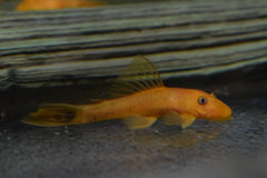 Ancistrus Rood (ANCISTRUS CF. CIRRHOSUS RED L)