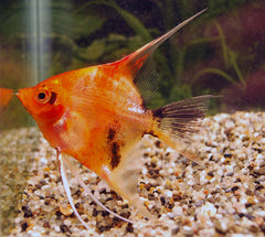 Maanvis Red Devil (P. SCALARE RED DEVIL M)