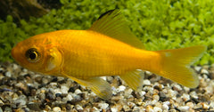 Goudvis Geel (CAR. AURATUS YELLOW 4/7)