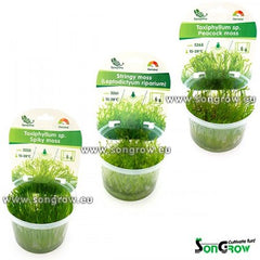 Mix mosses Epaqvitro selection 12  stuks